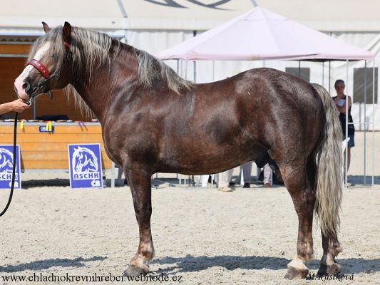 2800 Marek